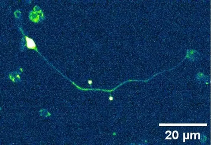 How do physical forces spread in neurons?